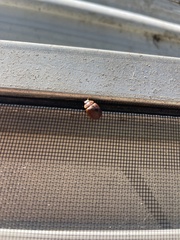 Paropsisterna m-fuscum