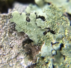 Bulbothrix scortella