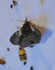 Nataxa flavescens