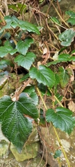 Rubus wallichianus
