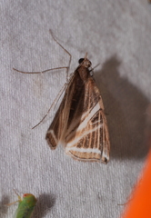 Phrataria