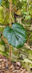 Rubus wallichianus