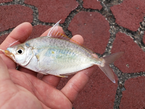 Highfin ponyfish (Equulites leuciscus) — Leiognathidae — 2