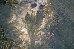 Bryopsis