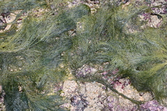 Bryopsis