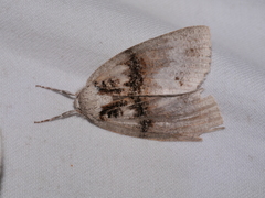 Mochlotona phasmatias