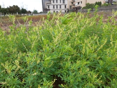 Melilotus suaveolens