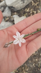 Asphodelus fistulosus