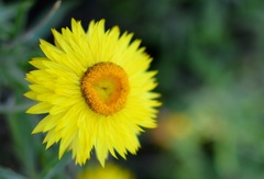Xerochrysum bracteatum