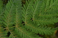 Leptopteris hymenophylloides