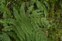 Leptopteris hymenophylloides