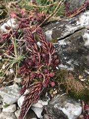 Sedum hispanicum
