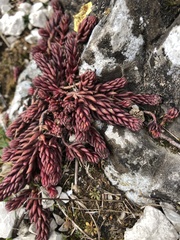 Sedum hispanicum