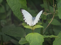 Belenois thysa thysa