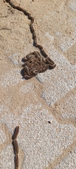 Thaumetopoea pityocampa
