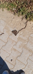 Thaumetopoea pityocampa