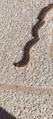 Thaumetopoea pityocampa