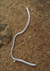 Rhinotyphlops lalandei