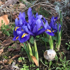 Iris reticulata