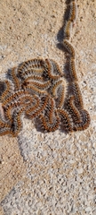 Thaumetopoea pityocampa