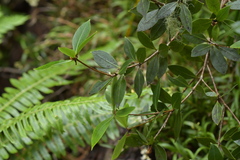 Pittosporum cornifolium