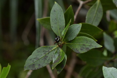 Pittosporum cornifolium