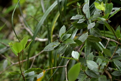 Pittosporum cornifolium