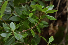 Pittosporum cornifolium