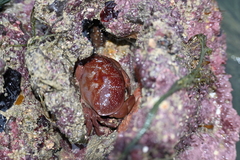 Atergatis integerrimus