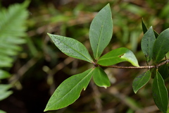 Pittosporum cornifolium