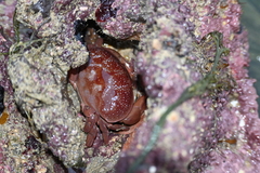 Atergatis integerrimus