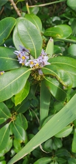 Solanum africanum
