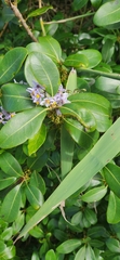Solanum africanum