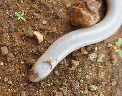 Rhinotyphlops lalandei