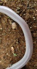 Rhinotyphlops lalandei