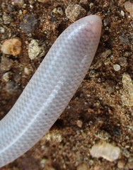 Rhinotyphlops lalandei