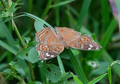 Junonia natalica