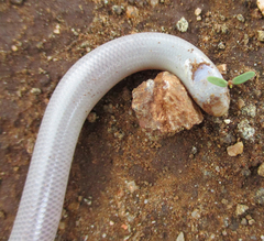 Rhinotyphlops lalandei