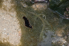 Pseudobiceros hancockanus