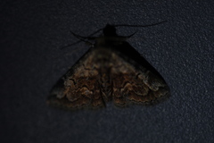 Paragona multisignata