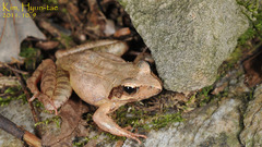 Rana uenoi