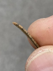 Lophodermium seditiosum