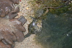 Acreichthys tomentosus