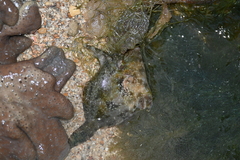 Acreichthys tomentosus