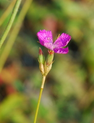 Dianthus borbasii