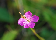 Dianthus borbasii