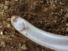 Rhinotyphlops lalandei