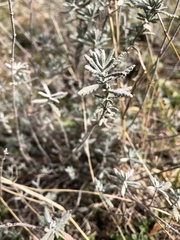 Teucrium capitatum