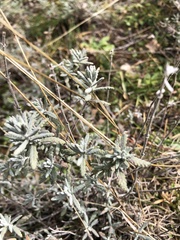 Teucrium capitatum