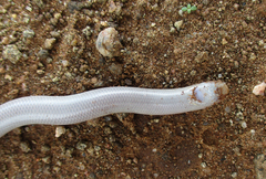 Rhinotyphlops lalandei